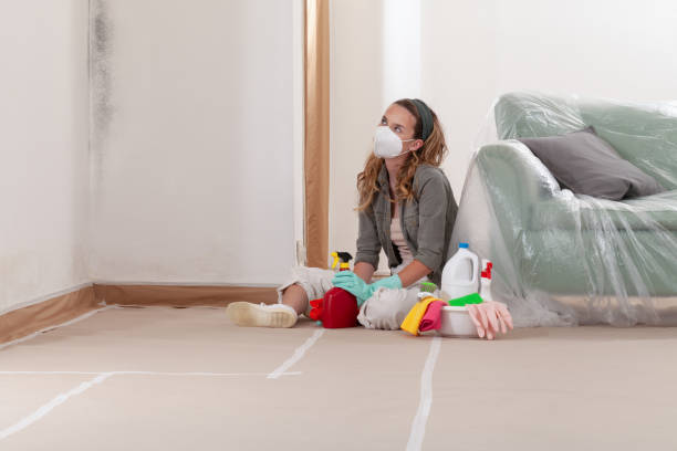 Reliable Black Mold Removal contractor in Islandia, NY by WQB Mold Removal